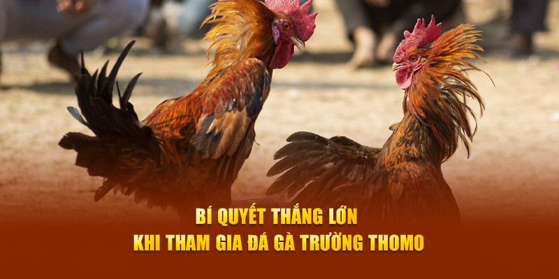 Bí quyết thắng lớn khi tham gia đá gà Trường Thomo